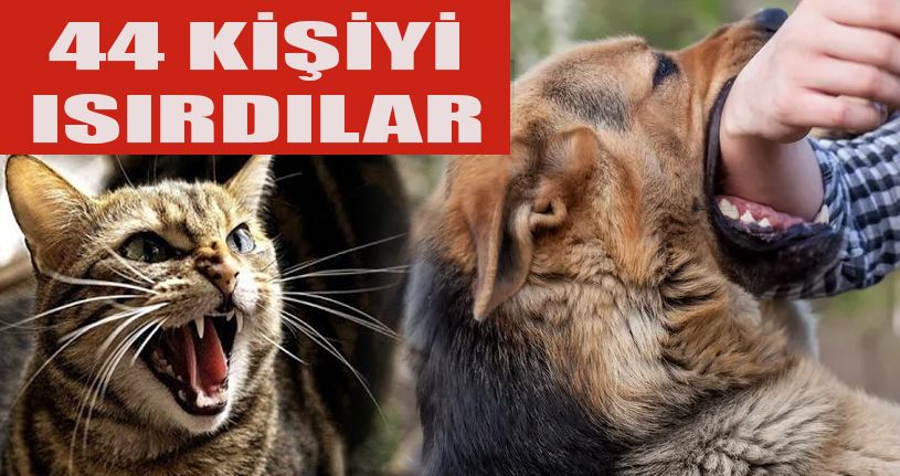 Düzce’de 44 kişiyi kedi ve köpek ısırdı