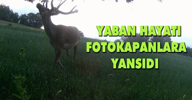 Mudurnu'nun yaban hayatı fotokapanlara yansıdı