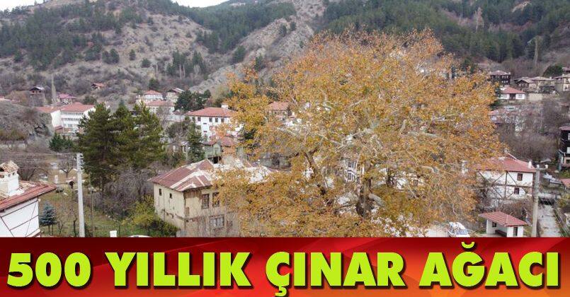 Tarihi ilçenin gerdanlığı: 500 yıllık çınar ağacı