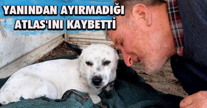 Yanından ayırmadığı Atlas'ını kaybetti