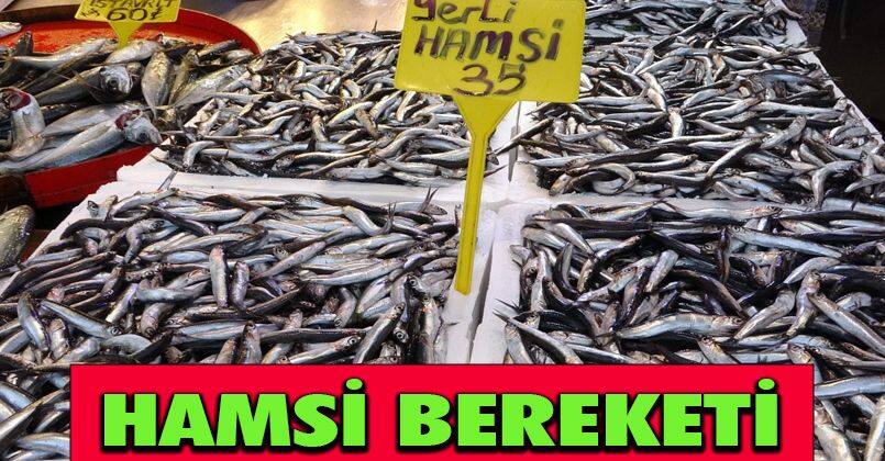 Karadeniz'de palamuttan sonra hamsi bereketi