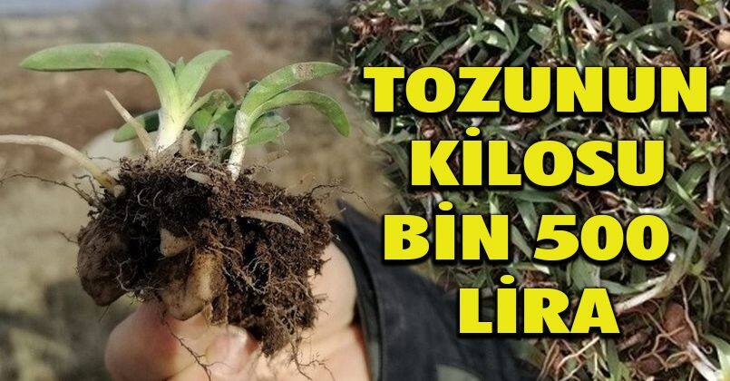 Tozunun kilosu bin 500 lira