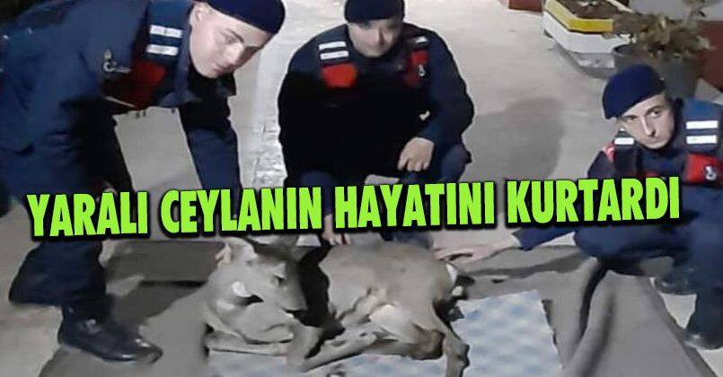 Yaralı ceylanın hayatını kurtardı