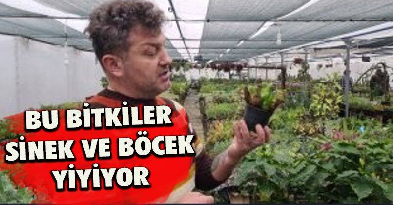 Sinek ve Böcek yiyen bitkiler büyük ilgi görüyor