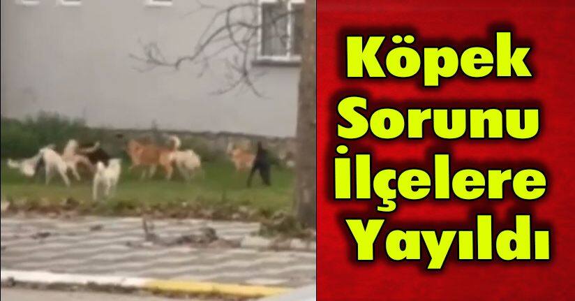 Köpek Sorunu İlçelere Yayıldı