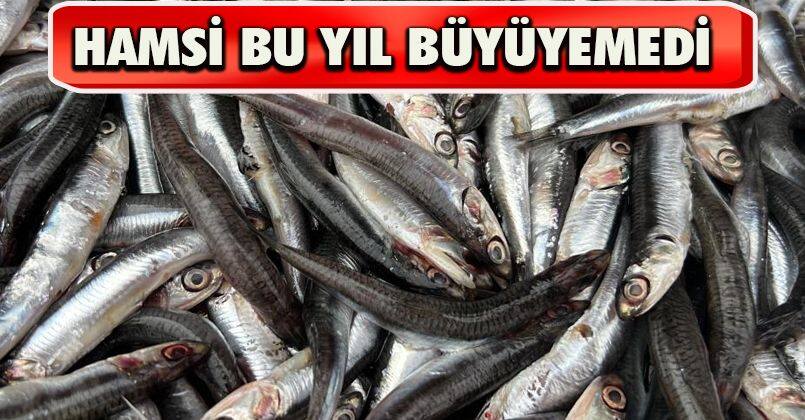 Hamsi Bu Yıl Büyüyemedi