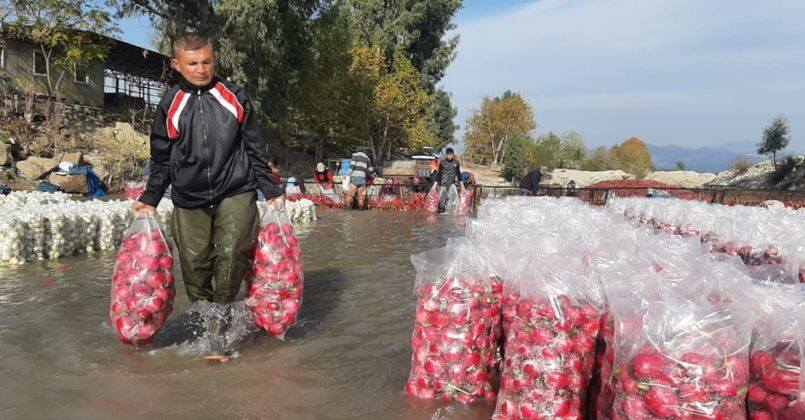 Yarım metre suda turp işçisi kadınların ekmek mücadelesi