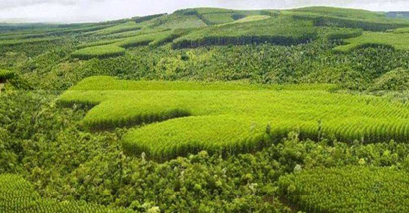 Endüstriyel plantasyonlar, doğal ormanların korunmasına çare oluyor