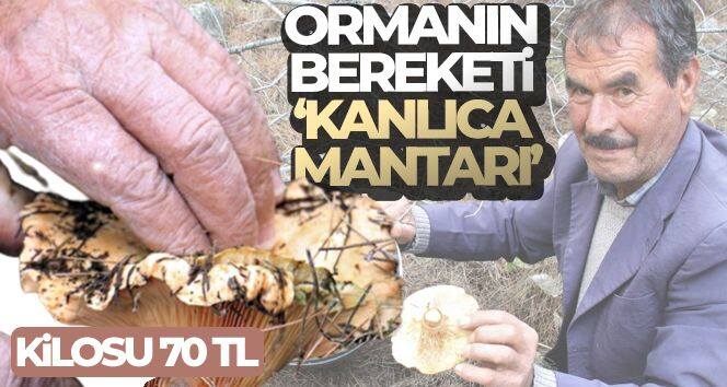 Ormanın bereketi 'Kanlıca mantarı'