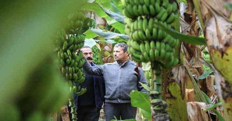 Bir zamanlar et fiyatıyla yarışıyordu, şimdi her eve giriyor