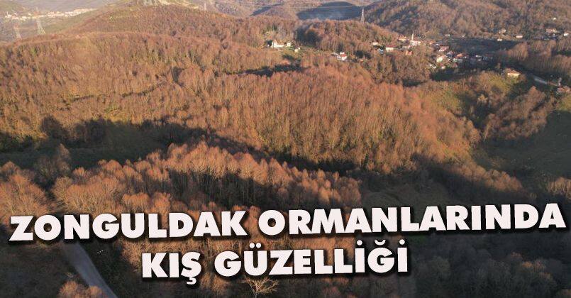 Zonguldak ormanlarında kış güzelliği