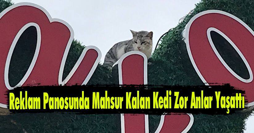 Reklam Panosunda Mahsur Kalan Kedi Zor Anlar Yaşattı