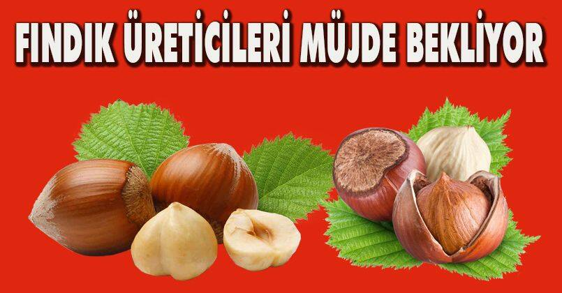 Fındık üreticileri müjde bekliyor