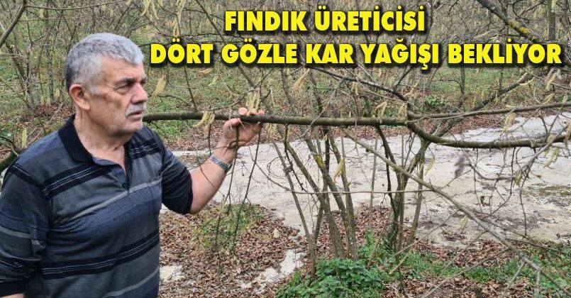 Fındık üreticisi dört gözle kar yağışı bekliyor