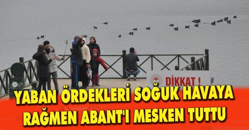 Yaban ördekleri soğuk havaya rağmen Abant'ı mesken tuttu