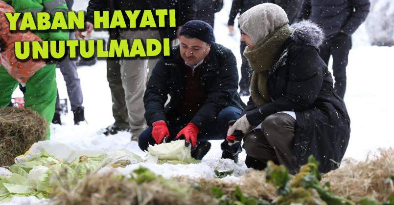 Vali Atay Yaban Hayvanları İçin Doğaya Yem Bıraktı