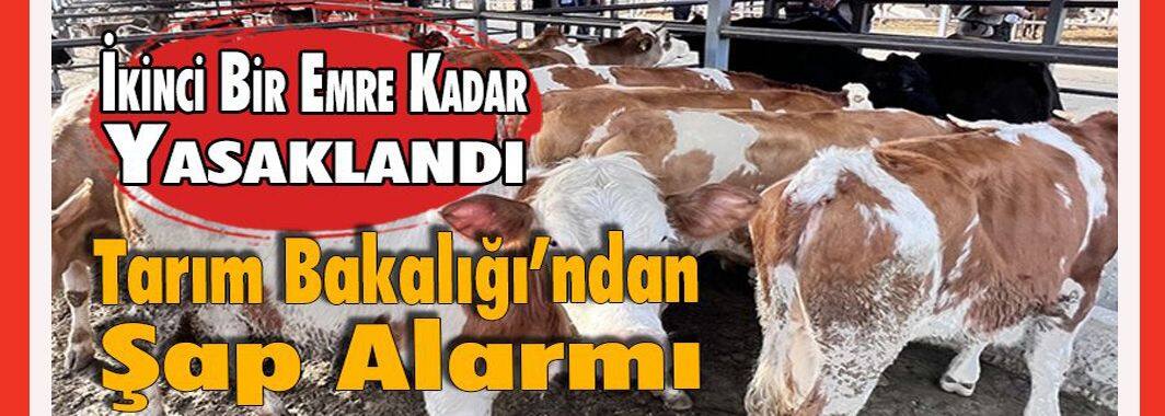 Şap alarmı hayvan pazarlarını kapattırdı