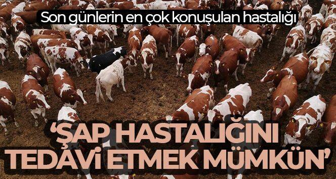 'Sağlığı ve üretimi tehdit eden şap hastalığını tedavi etmek mümkün'