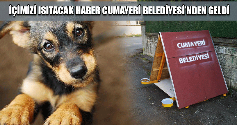 Sokak Hayvanları İçin Kulübeler Çeşitli Noktalara Yerleştirildi