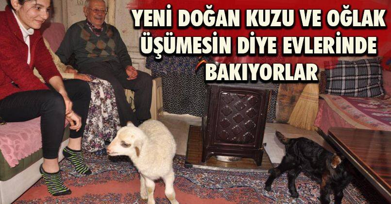 Yeni doğan kuzu ve oğlak üşümesin diye evlerinde bakıyorlar
