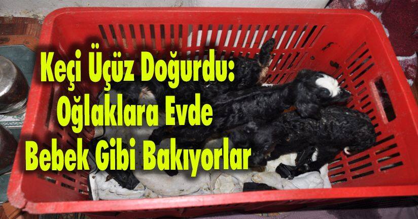 Keçi Üçüz Doğurdu: Oğlaklara Evde Bebek Gibi Bakıyorlar