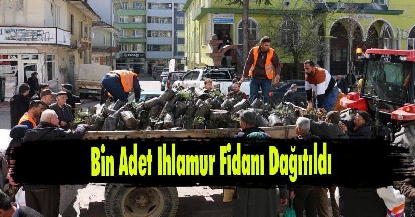 Bin Adet Ihlamur Fidanı Dağıtıldı