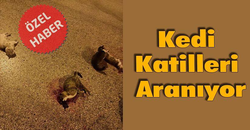 Kedi Katilleri Aranıyor