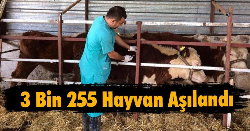 3 Bin 255 Hayvan Aşılandı