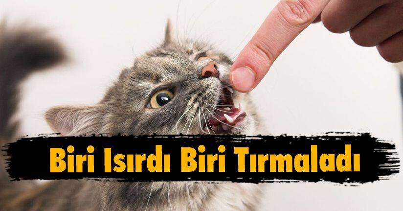 Biri Isırdı Biri Tırmaladı