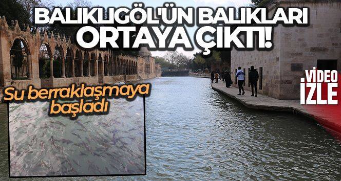 Balıklıgöl'ün balıkları ortaya çıktı