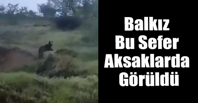 Balkız Bu Sefer Aksaklarda Görüldü