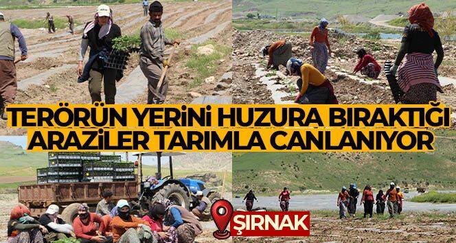 Terörün yerini huzura bıraktığı Şırnak arazileri tarımla canlanıyor