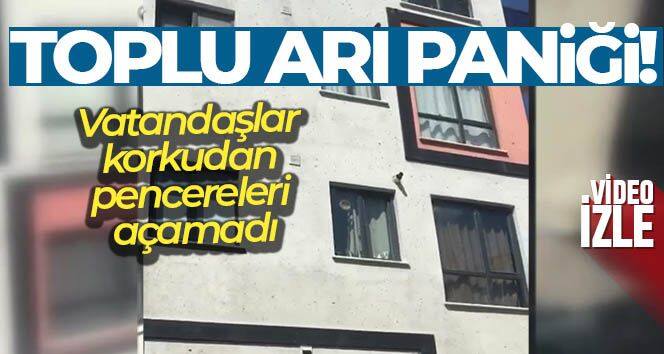 Kağıthane'de toplu arı paniği kamerada: Vatandaşlar pencereleri açamadı