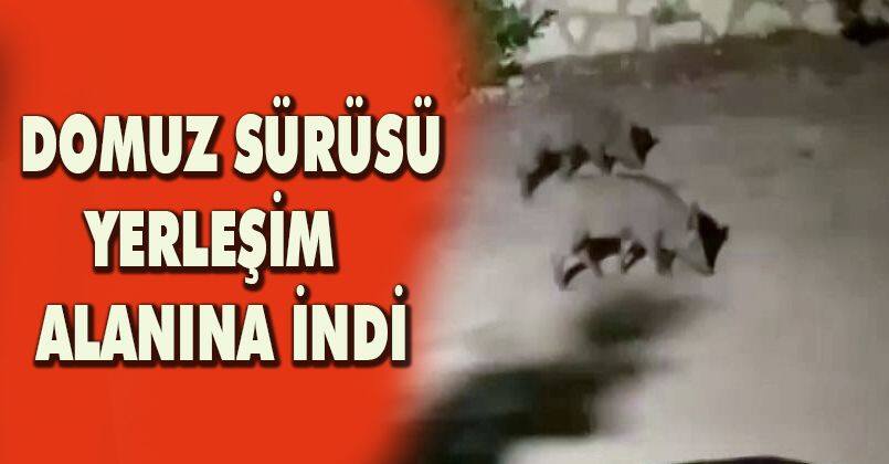 Domuz sürüsü yerleşim alanına indi