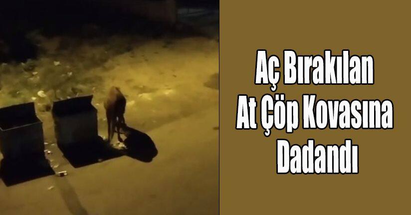 Aç Bırakılan At Çöp Kovasına Dadandı
