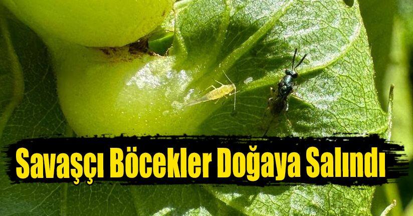 Savaşçı Böcekler Doğaya Salındı