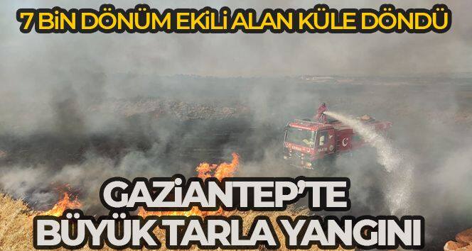 Gaziantep'te 7 bin dönüm buğday tarlası yandı