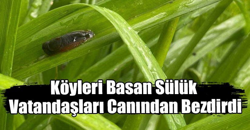 Köyleri Basan Sülük Vatandaşları Canından Bezdirdi