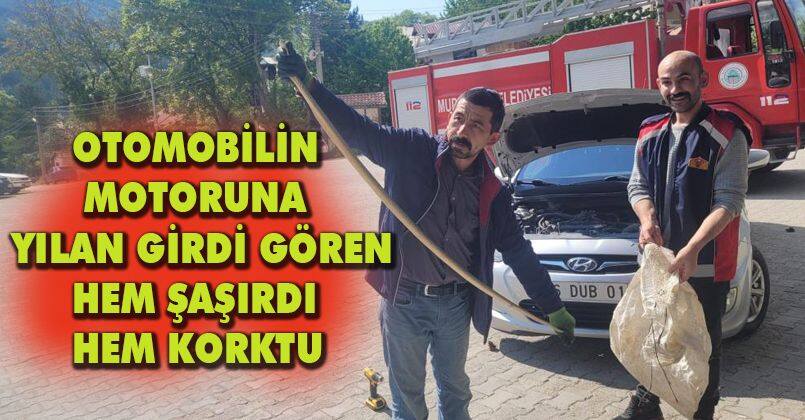 Otomobilin motoruna yılan girdi, gören hem şaşırdı hem korktu