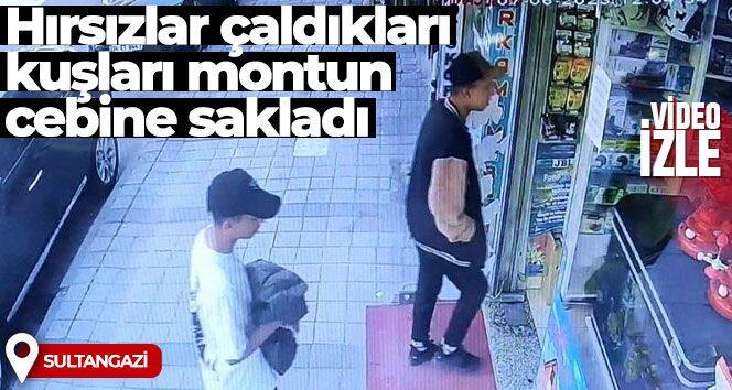 Sultangazi'de hırsızlar petshoptan çaldıkları kuşları montun cebine sakladı