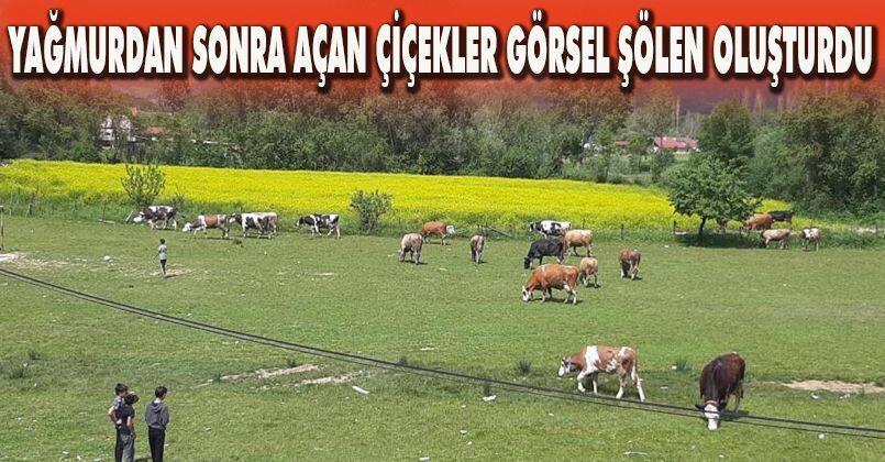 Yağmurdan sonra açan çiçekler görsel şölen oluşturdu