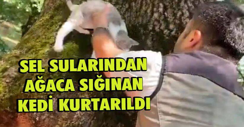 Sular yükselince ağaçta mahsur kalan kedi operasyonla kurtarıldı