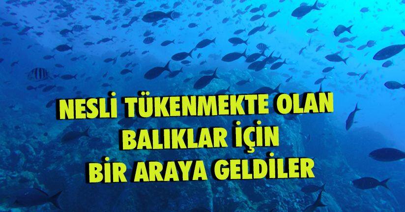 Nesli tükenmekte olan balıklar için bir araya geldiler