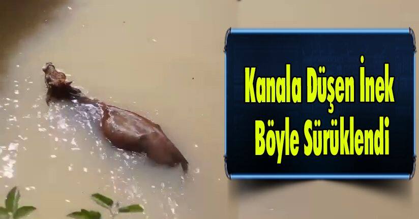 Kanala Düşen İnek Böyle Sürüklendi