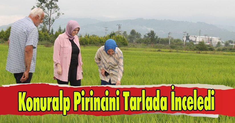 Konuralp Pirincini Tarlada İnceledi