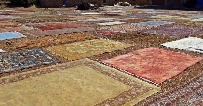 Tarlada milyonluk halı nöbeti