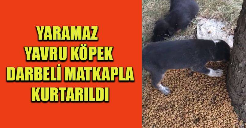 Yaramaz yavru köpek, darbeli matkapla kurtarıldı