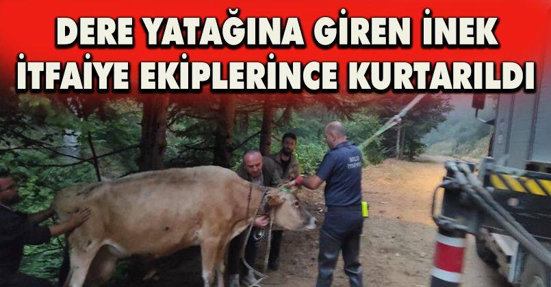 Dere yatağına giren inek itfaiye ekiplerince kurtarıldı