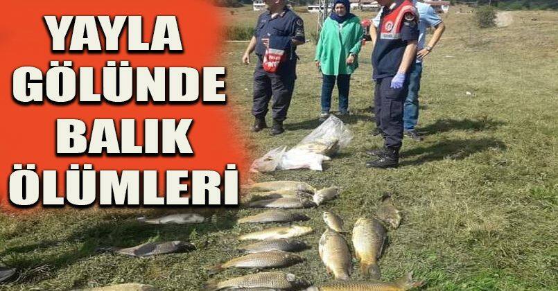 Yayla gölünde balık ölümleri