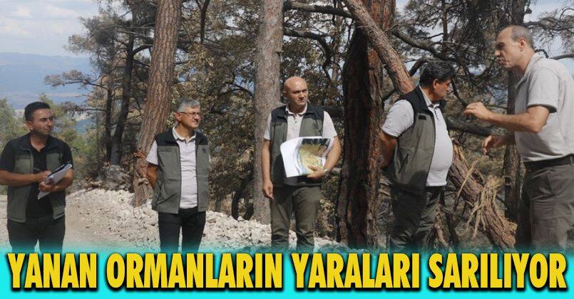 Bolu’da yanan ormanların yaraları sarılıyor